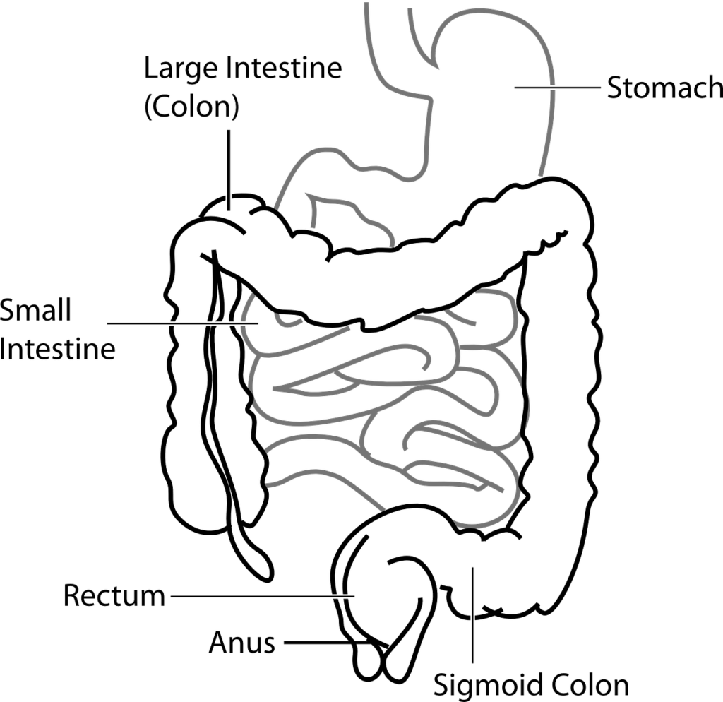 diagram, digestive, system-41638.jpg