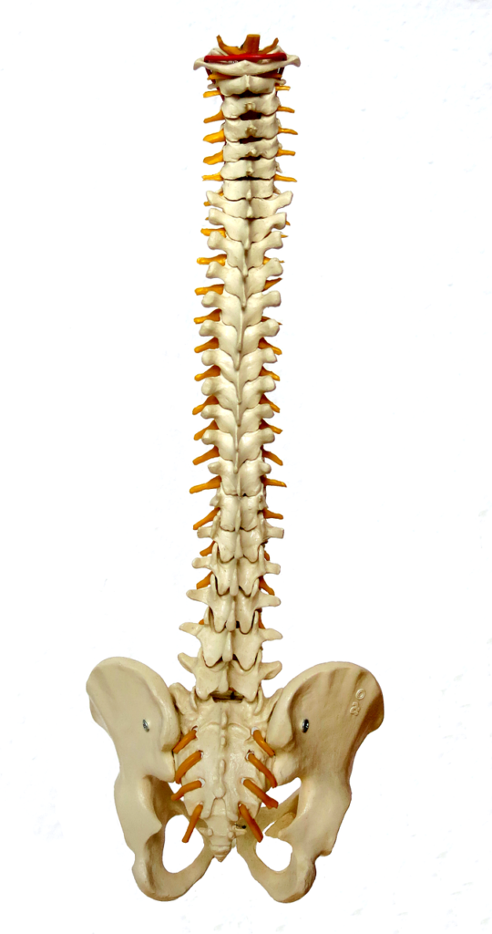 Ankylosingspondylitis.jpg