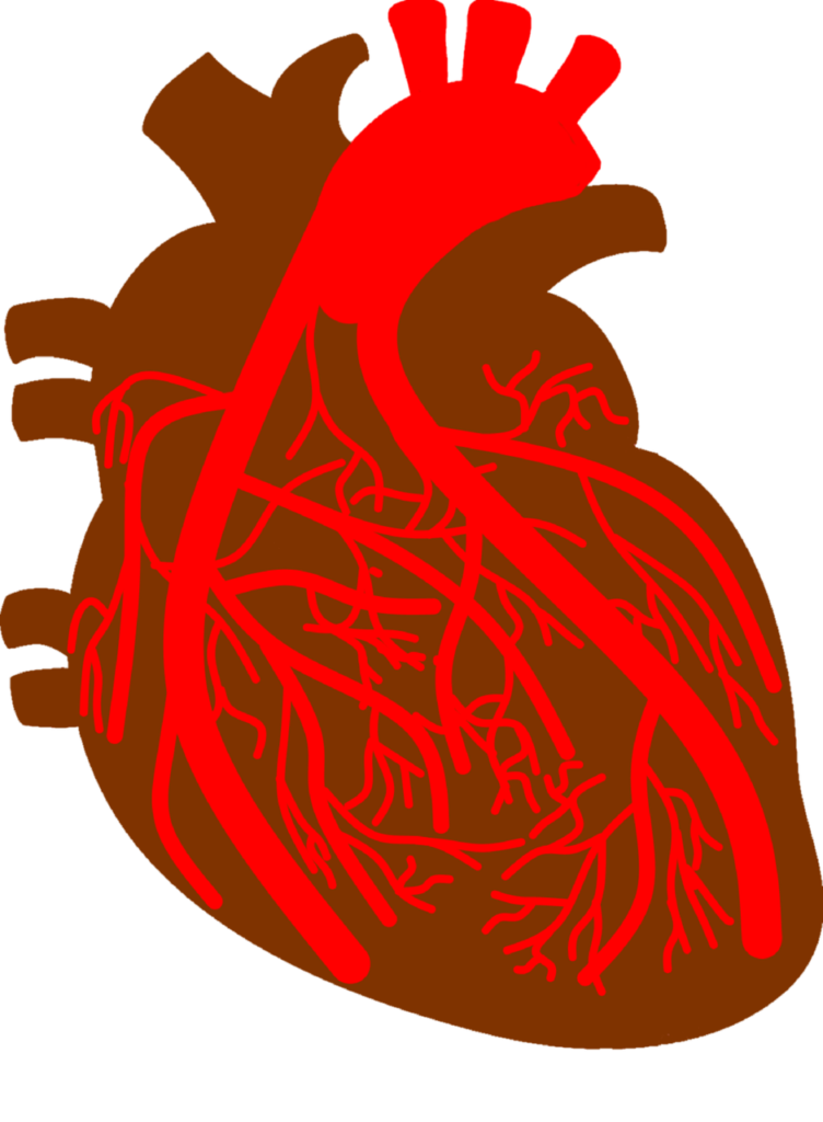 heart, coronary artery, coronary vascular-4035036.jpg