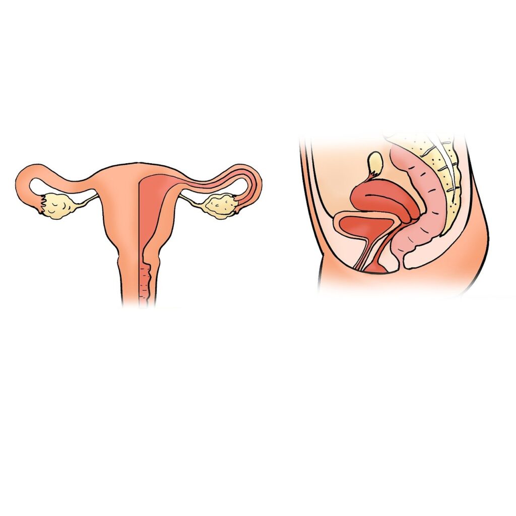 the uterus, uterus shape, the uterus model-2947707.jpg