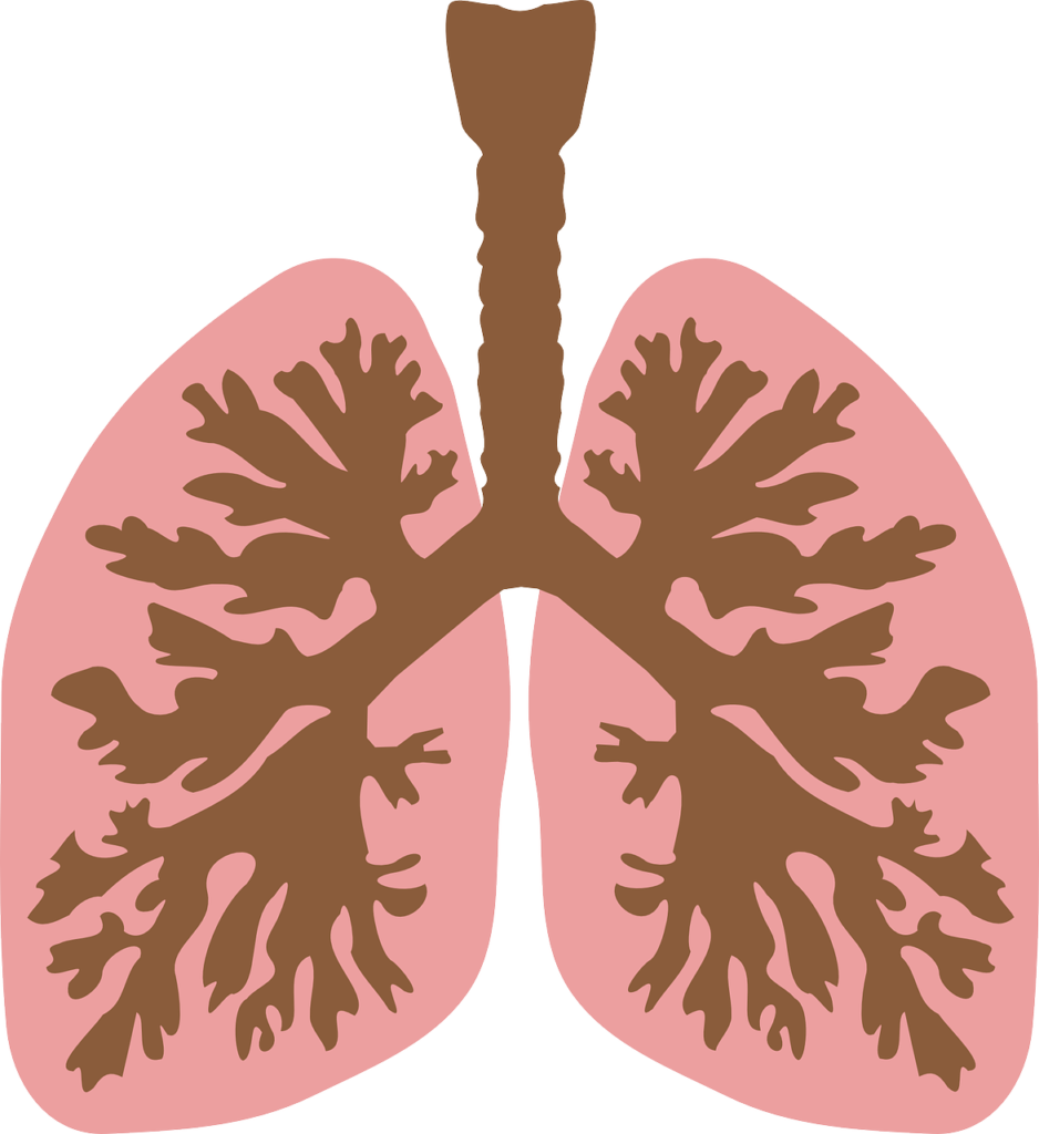 windpipe, airway, lungs-149762.jpg