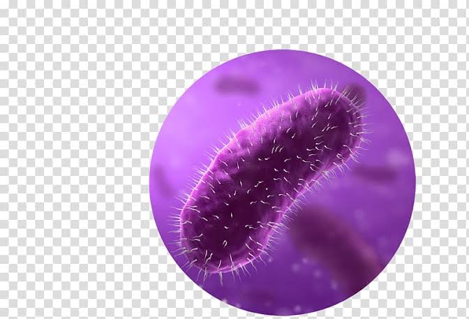 Ecoli.jpg