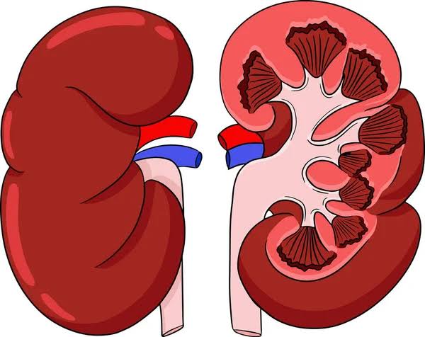 Nephroticsyndrome.jpg